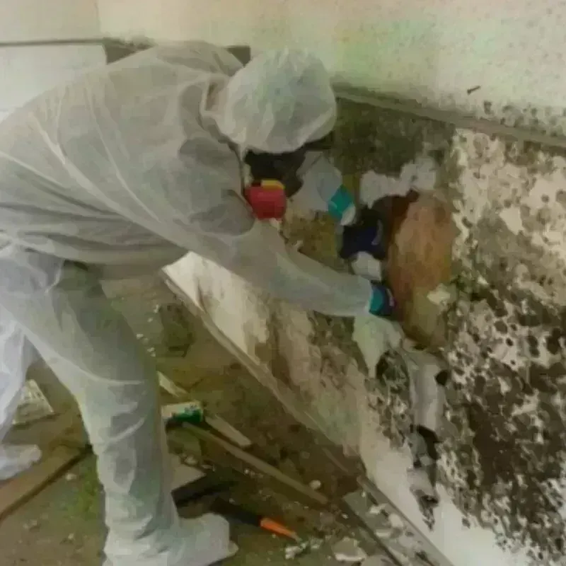 Mold Remediation and Removal in California, MO